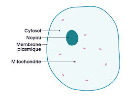 Let us look at animal cell parts and functions, using diagrams and illustrations. File Simple Diagram Of Animal Cell Fr Svg Wikimedia Commons