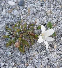 Image result for Wahlenbergia capitata