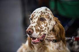 Maybe you would like to learn more about one of these? English Setter Charakter Haltung Pflege Rassebeschreibung Zooplus