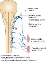 Cranial Nerves And Pathways Clinical Neuroanatomy 28e