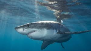 Check spelling or type a new query. Honour For Shark Victim Turned Shark Saviour Rodney Fox Kidsnews