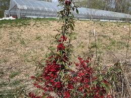 Image result for Chaenomeles japonica