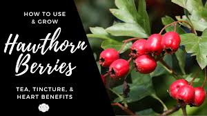 Image result for Hawthorn