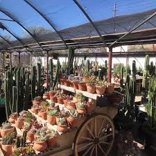 Calexico, mexico, california, band, tex, mex, cactus, saguaro, sun, desert, skull, native, americans, mariachi, breaking, bad, arizona, tucson, stoner, los, angeles, country, alternative, indie, calexit, sunset, tequila, mezcal, usa, trump, mexicali, algiers. You Can Still Dig Your Own At Cactus Mart In Morongo Valley Coachella Valley Weekly