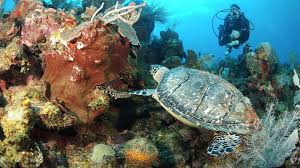 Like other marine turtles, hawksbills are threatened by the loss of nesting and feeding habitats hawksbill turtles are mainly carnivorous and use their narrow beaks to extract invertebrate prey from crevices hawksbill turtles live on coral reefs where their favourite food, sponges, are most plentiful. Citizen Scientists Help Home In On Sea Turtle Home Ranges