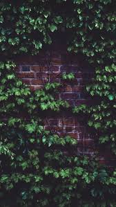 Best wallpapers * you can download the best wallpapers we have prepared for you for free, we have a lot of different topics like nature. Misc Leaves Brickwall Plant Wallpapers Hd 4k Background For Android 4k Android Background Plant Wallpaper Brick Wall Wallpaper Landscape Wallpaper