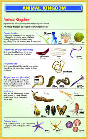 65 Rational Animal Scientific Classification Chart