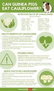 Pin On Guinea Pig Food And Diet