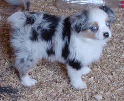 Saddle brook farm is the best place to buy a pup. Miniature Australian Shepherds Miniature Australian Shepherd Australian Shepherd Australian Shepherd Puppies