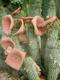 Let's begin by discussing the various growth stages for most cactus species and how long they take. Dummer Page 3 Garden Manage Gfinger Is The Best Garden Manage App