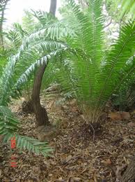 Image result for Encephalartos gratus