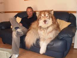 People kept the dog and their puppies as a pet. Full Grown Alaskan Malamute Weight Pets Lovers