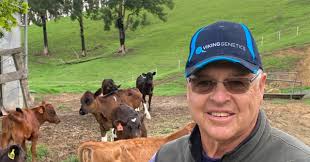 Aussie farmer building a profitable herd with VikingGoldenCross