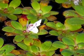 Image result for Lindernia conferta