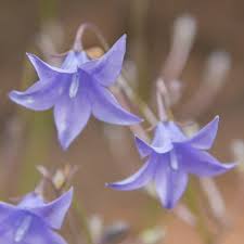 Image result for Wahlenbergia hookeri