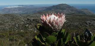 Protea Cynaroides Plantzafrica