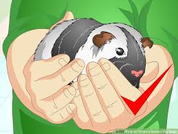 How To Clean A Guinea Pig Cage With Pictures Wikihow