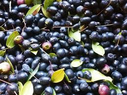 Check spelling or type a new query. Bacche Invernali Commestibili Il Liquore Di Mirto Guide Del Pennato