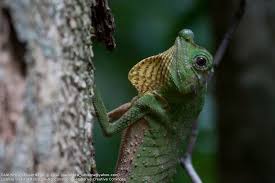 Reptiles of Sri Lanka | AmazingLanka.com