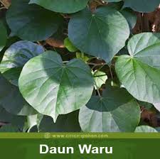 Selain itu, tanaman ini juga mampu mengobati ejakulasi dini, kanker dan sifilis. Ragam Bentuk Tulang Daun Pohon Waru Dan Fungsinya Ciriciripohon Com