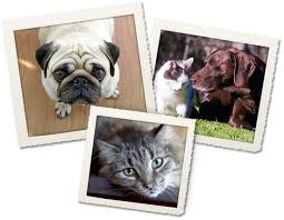 We are located in a beautiful, modern facility with abundant parking and convenient access from the 15 and 215 freeways. Home Veterinary Hospital In Chalfont Chalfont Vets