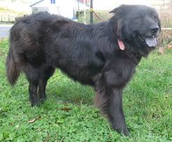 Black And White Great Pyrenees Lab Mix Adopt Annie On Petfinder Animal League Great Pyrenees Animals