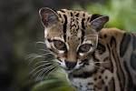 Wild Cats List With Pictures & Facts: All Types Of Wild Cats