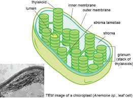 Maybe you would like to learn more about one of these? Cells Structures Only In Plant And Other Cells Shmoop