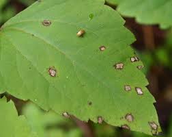 Image result for Memecylon sp. D