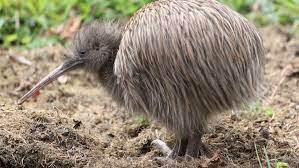 New zealanders have been called 'kiwis' since the nickname was bestowed by australian soldiers in the first world war. Kiwi New Zealand Native Land Birds