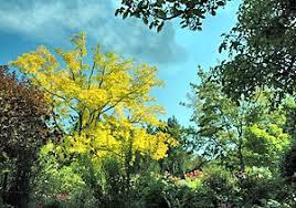 If you do, the tree will likely produce a whole bunch of new growth which will then be at risk of damage due to frost. Fall Fertilization For Established Trees And Shrubs Growing A Greener World