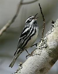 Black And White Warbler Song Yellow Rumped Warbler Black And White Birds Beautiful Birds Pet Birds
