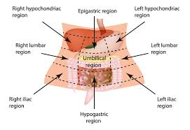 Label the dorsal cavity of the body. Anatomical Regions Scientist Cindy