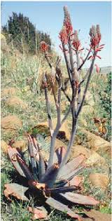 Image result for Aloe christianii