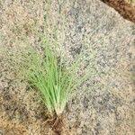 Image result for Bulbostylis hispidula