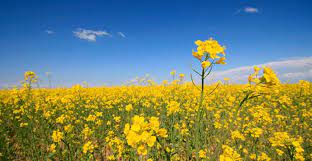 The Dangers Of Canola Oil Small Footprint Family Canola Flower Canola Oil Canola Field