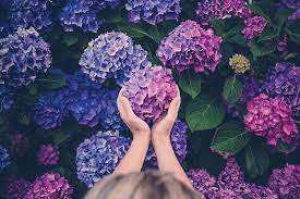 Hydrangea A Natural Acid Base Indicator Wonder Of Colors Plantlet