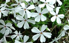 They are a durable perennial that you can enjoy year after year. White Creeping Phlox 1 Gallon Groundcover Perennial Toe Ticklers Stepable Plants Togogarden