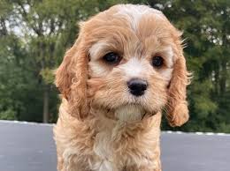 Are you struggling to decide what to name your new pup? What Are The Best Brown Dog Names K9 Web