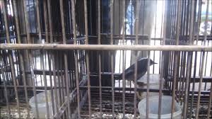 Home » anis kembang » perbedaan anis kembang jantan dan betina lengkap. Ciu Besar Decu Kembang Jantan Dan Betina By Saya Sakti