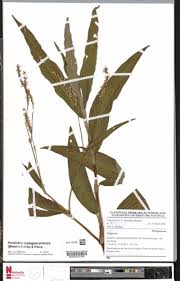 Image result for Persicaria madagascariensis