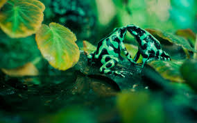 Enter & enjoy it now! Cute Frogs Wallpapers Top Free Cute Frogs Backgrounds Wallpaperaccess