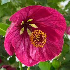 Image result for Abutilon rehmannii