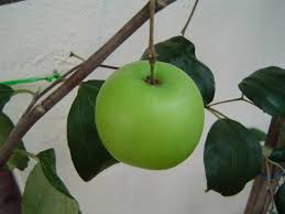 Terdapat buah bidara yang ditanam secara komersil yang. Mini Kebun Belakang Rumah Pokok Bidara A Ka Apple Vietnam