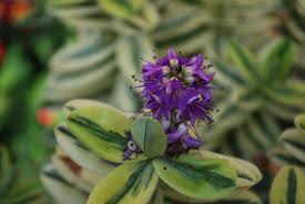 Xéneru de plantes (ast) hebe (it); Hebe Franciscana Variegata Let S Go Planting