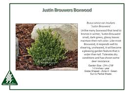 Image result for Buxus acutata