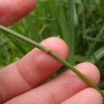 Image result for Eriochloa procera