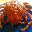 Araignee De Mer Crabe Recette Et Temps De Cuisson Recettes Cuisine France Araignee De Mer Fruits De Mer Cuisson Araignee De Mer
