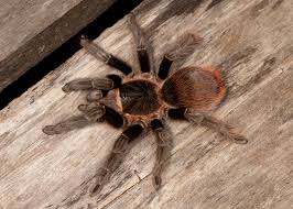 Image result for Tragiella natalensis