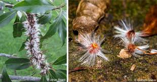 Image result for Faurea